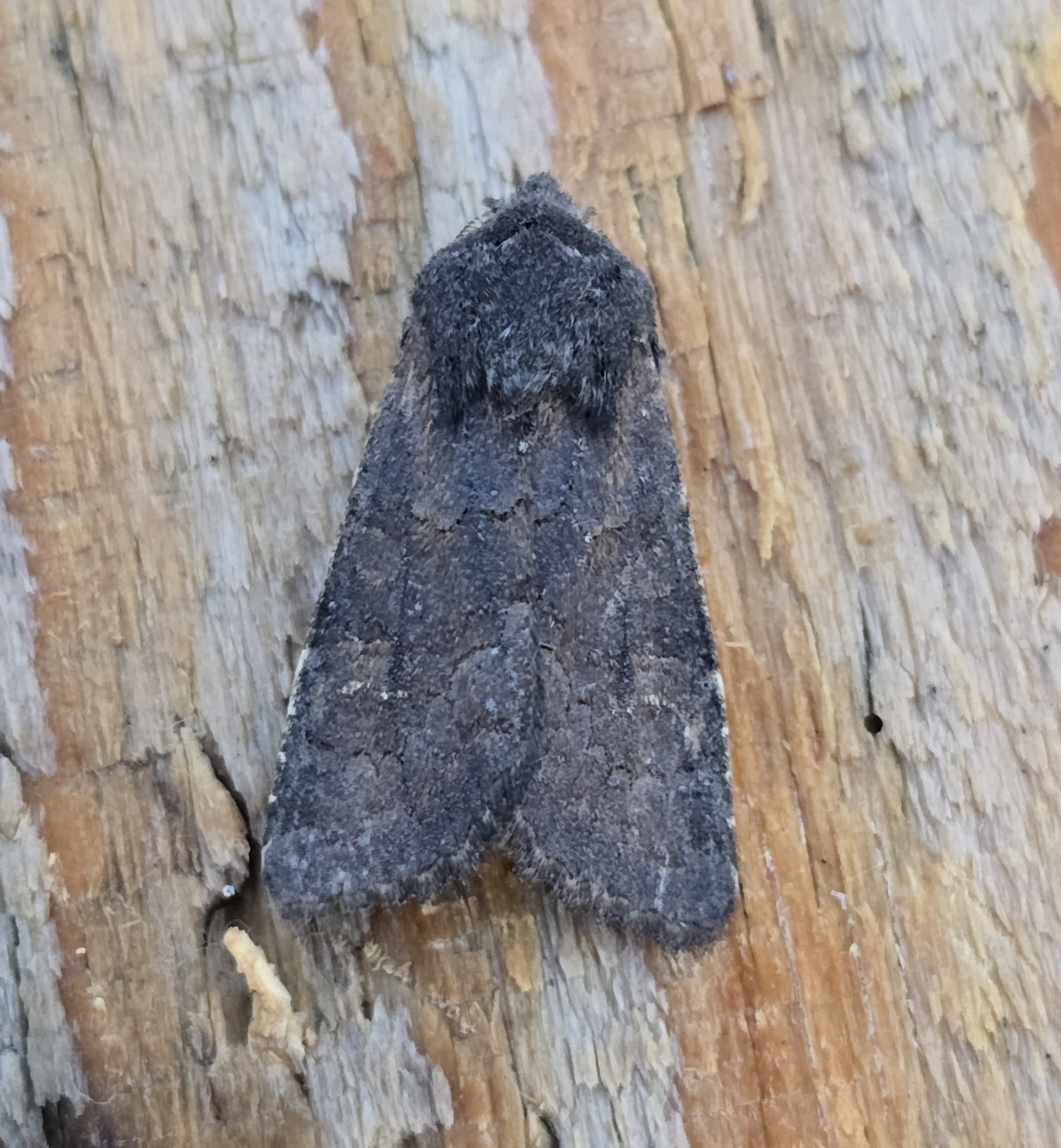 Photo of Deep-brown Dart (retired) (Aporophyla lutulenta)
